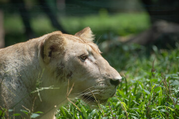 White lioness close up photo
