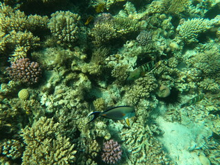 Reef with lots of colorful corals and lots of fish in clear blue water in the Red Sea near Hurgharda, Egypt