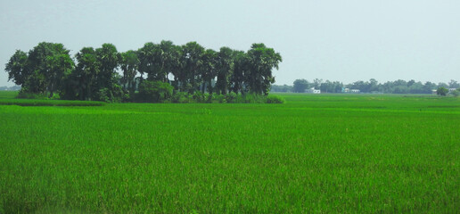 bengal village green paddy field