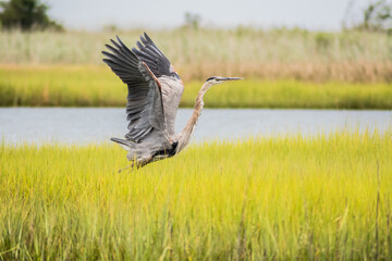 A great blue heron taking flight from a marshy area in Hampton, VA on a sunny summer day.