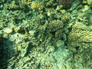 Reef with lots of colorful corals and lots of fish in clear blue water in the Red Sea near Hurgharda, Egypt
