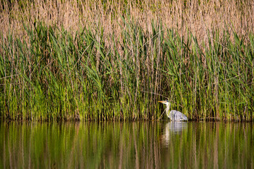 Ein Graureiher (Ardea cinera) am Schilfgürtel auf Jagdt, Deutschland, Europa