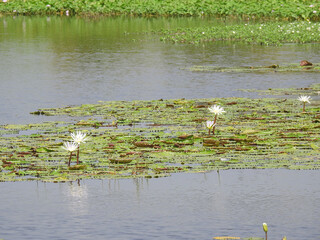bengal village pond water lily green
