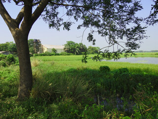 bengal village green paddy field