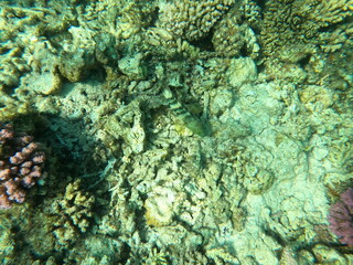 Reef with lots of colorful corals and lots of fish in clear blue water in the Red Sea near Hurgharda, Egypt