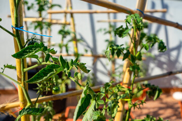 View of an urban vegetable garden planting in plastic planters on the terrace of the house, protected by a net. Selective focus