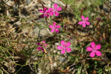 Heide-Nelken am Wegesrand (2)