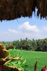 Ubud, Bali, Indonesia nature outdoors, plam trees, tree, sky
