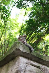 Monkey, long-tailed macaque (Macaca fascicularis) in Monkey Forest, Ubud, Indonesia