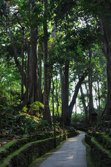 Tropical jungles forest of Southeast Asia in Ubud, Bali, Indonesia
