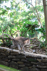 Monkey, long-tailed macaque (Macaca fascicularis) in Monkey Forest, Ubud, Indonesia