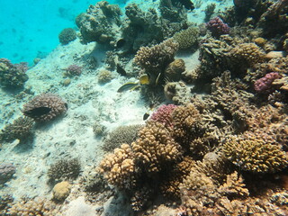 Plakat Reef with lots of colorful corals and lots of fish in clear blue water in the Red Sea near Hurgharda, Egypt