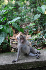 Monkey, long-tailed macaque (Macaca fascicularis) in Monkey Forest, Ubud, Indonesia