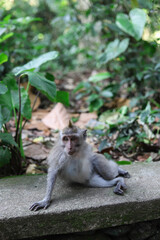 Monkey, long-tailed macaque (Macaca fascicularis) in Monkey Forest, Ubud, Indonesia