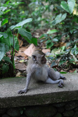 Monkey, long-tailed macaque (Macaca fascicularis) in Monkey Forest, Ubud, Indonesia