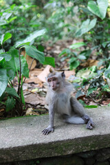 Monkey, long-tailed macaque (Macaca fascicularis) in Monkey Forest, Ubud, Indonesia