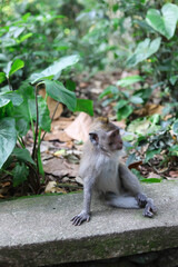 Monkey, long-tailed macaque (Macaca fascicularis) in Monkey Forest, Ubud, Indonesia