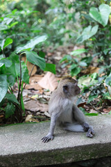 Monkey, long-tailed macaque (Macaca fascicularis) in Monkey Forest, Ubud, Indonesia