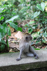 Monkey, long-tailed macaque (Macaca fascicularis) in Monkey Forest, Ubud, Indonesia