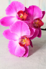 Fototapeta premium Beautiful blooming branch of purple orchid on gray background