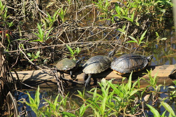 Obraz premium turtles on a log