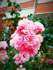 pink roses in the garden