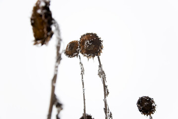 Sonnenblumen im Winter