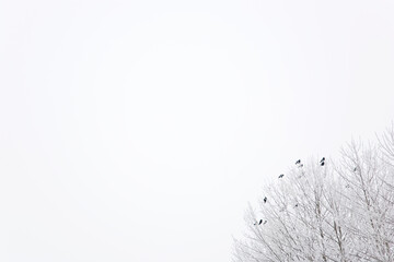 Vögel sitzen auf Ästen im Winter