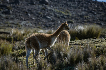 CAMP DAY IN ECUADOR CHIMBORAZO