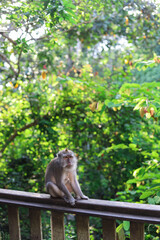 Obraz premium Monkey, long-tailed macaque (Macaca fascicularis) in Monkey Forest, Ubud, Indonesia