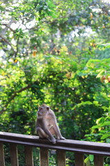 Monkey, long-tailed macaque (Macaca fascicularis) in Monkey Forest, Ubud, Indonesia