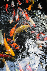 Beautiful koi fish in pond in the garden.