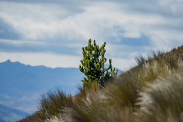 CAMP DAY IN ECUADOR CHIMBORAZO