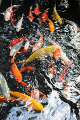 Beautiful koi fish in pond in the garden.