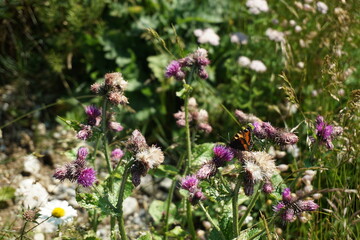Großer Fuchs auf Distel (2)