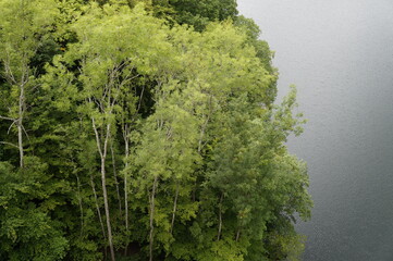 Bäume See Leben Natur schätzen schützen
