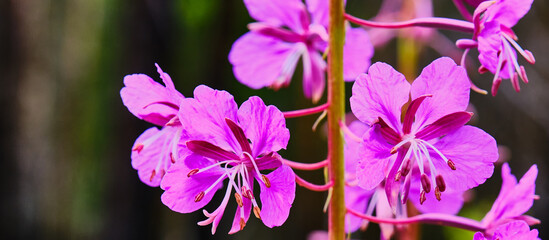 Fototapeta premium Close-up flower of fireweed. Chamaenerion angustifolium, ivan tea Banner