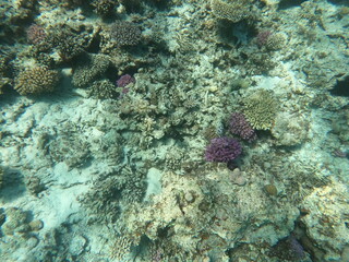 Reef with lots of colorful corals and lots of fish in clear blue water in the Red Sea near Hurgharda, Egypt