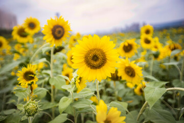 Obraz premium field of sunflowers