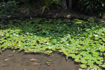 Beautiful pink Lotus flower and Lotus flower plants in the pond