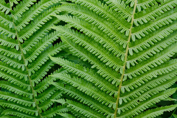 Close up of fern leaves
