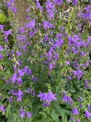 Obraz premium Summer Bellflower