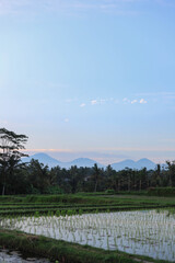 Beautiful Rice Terrace, Ubud, Bali, Indonesia with the view of Mount Batur and Agung Volcano
