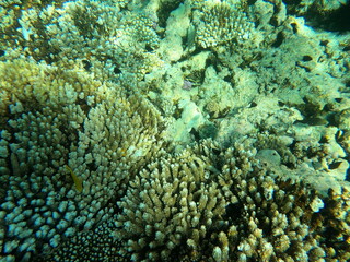 Reef with lots of colorful corals and lots of fish in clear blue water in the Red Sea near Hurgharda, Egypt