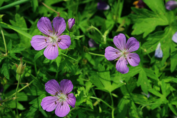 Fototapeta premium Blurry background of purple flowers and green leaves. Abstract nature background. Colorful botanical backdrop. 