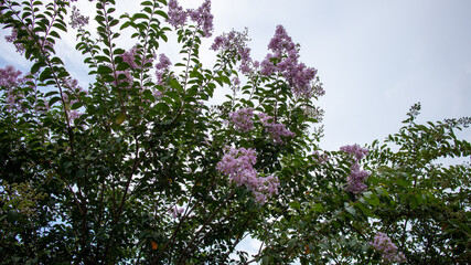 lilac flowers in the wind