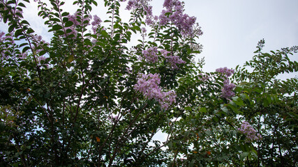 lilac flowers on a branch