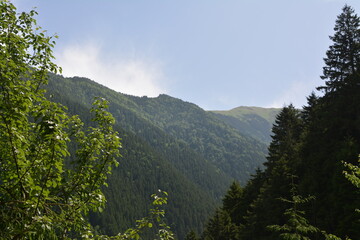 Fototapeta na wymiar Mountain view from the forest.