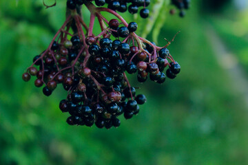Branch of elderberries on a green blurred background. Abstract nature background.
