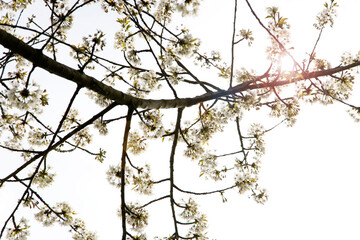 Fototapeta na wymiar Kirschblüten - Blüten im Frühling